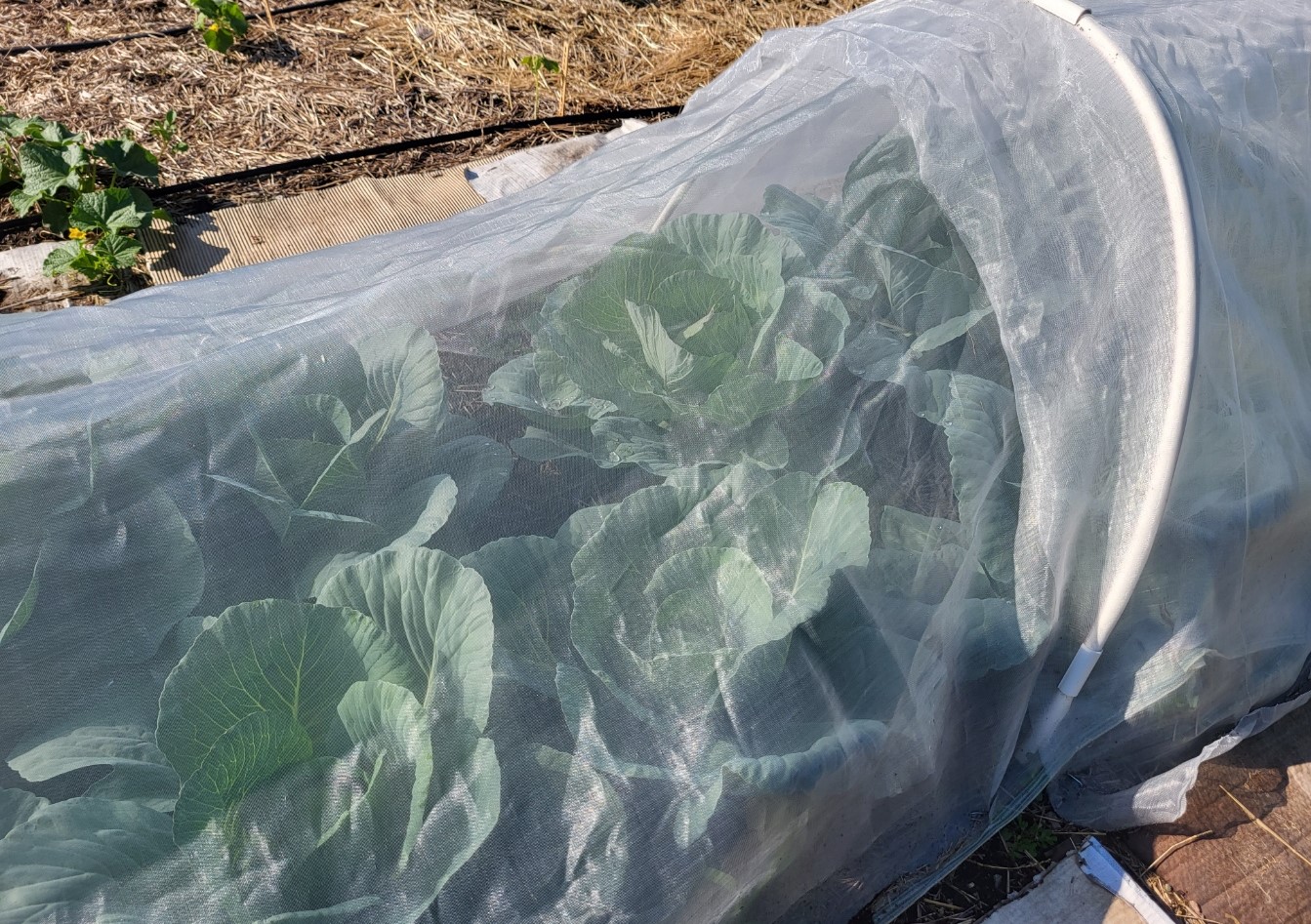 Insect barrier on cabbage.